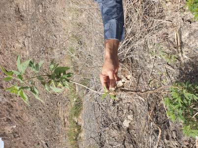 PLANT